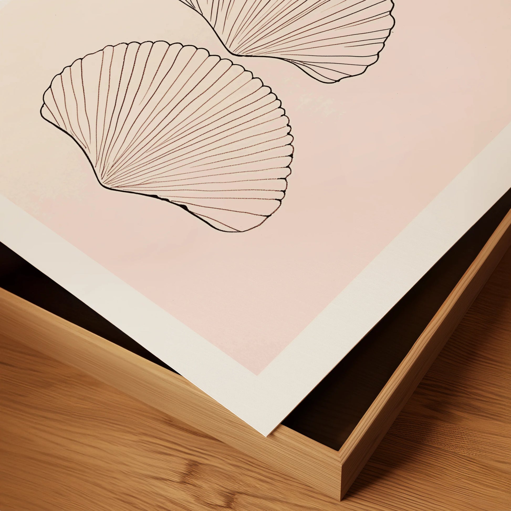 Scallop Shell Trio