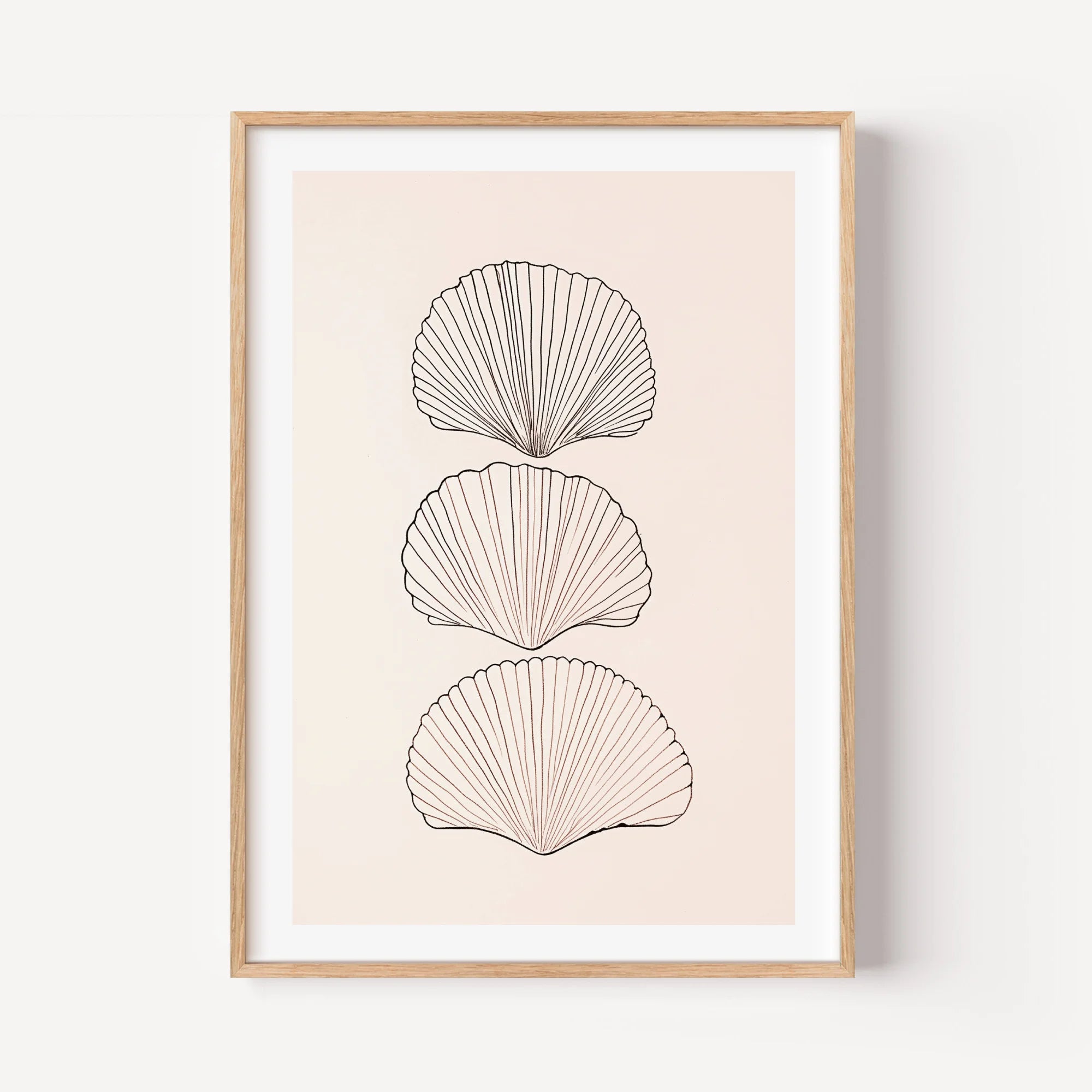 Scallop Shell Trio
